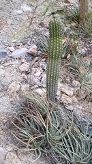 Stenocereus thurberi