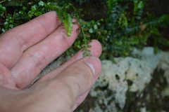 Asplenium dentatum