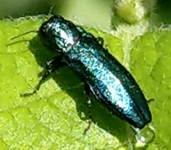 Agrilus cyanescens