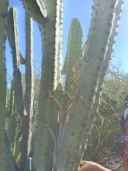 Myrtillocactus geometrizans