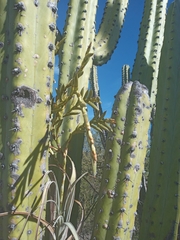 Myrtillocactus geometrizans