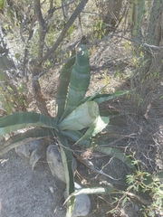 Agave marmorata