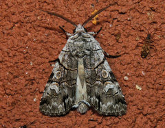 Sympistis chionanthi