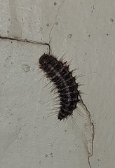 Dermestes