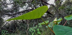 Homalanthus populifolius