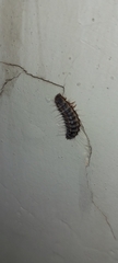 Dermestes