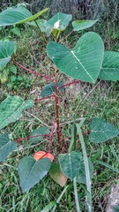 Homalanthus populifolius
