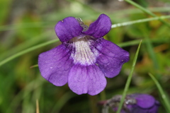 Pinguicula grandiflora