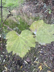 Vitis californica