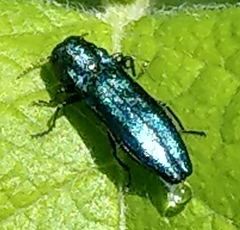 Agrilus cyanescens
