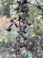 Vitis californica