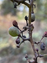 Vitis californica