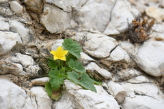 Eucnide bartonioides