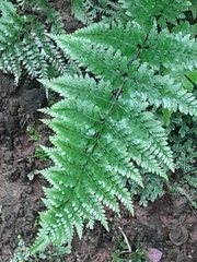 Pityrogramma calomelanos