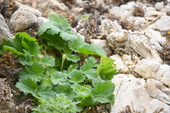 Eucnide bartonioides