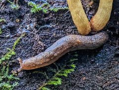 Prophysaon andersonii
