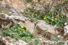 Eucnide bartonioides