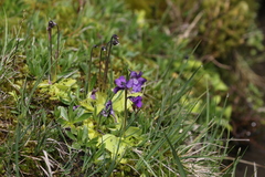 Pinguicula grandiflora