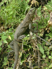 Ctenosaura similis