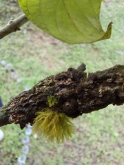 Pseudisothecium myosuroides