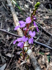 Stylidium