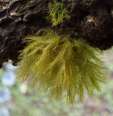 Pseudisothecium myosuroides