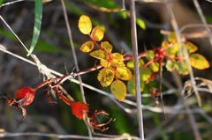 Rosa spithamea