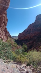 Stenocereus thurberi