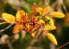 Rosa spithamea