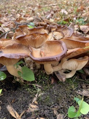 Lyophyllum