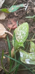 Dieffenbachia seguine