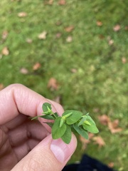 Euphorbia peplus