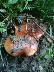 Tricholoma albobrunneum