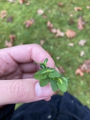 Euphorbia peplus