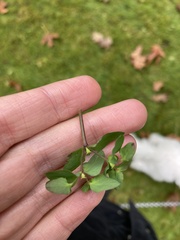 Euphorbia peplus