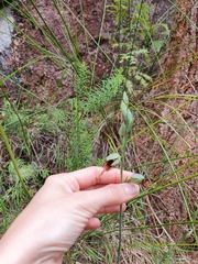 Calochilus grandiflorus