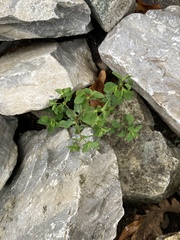Euphorbia peplus