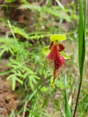 Calochilus grandiflorus