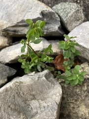 Euphorbia peplus