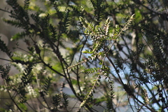 Melaleuca squarrosa