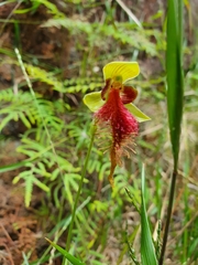 Calochilus grandiflorus
