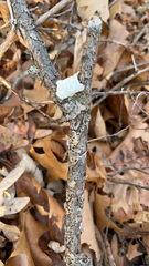 Tremella fuciformis