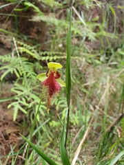 Calochilus grandiflorus