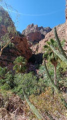 Stenocereus thurberi