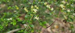 Everistia vacciniifolia