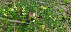 Everistia vacciniifolia
