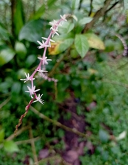 Petiveria alliacea