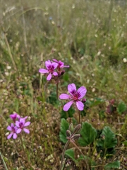 Pelargonium rodneyanum