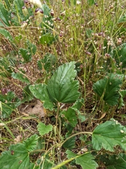 Pelargonium rodneyanum