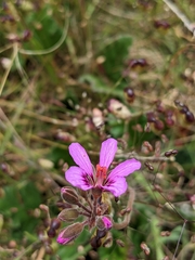 Pelargonium rodneyanum